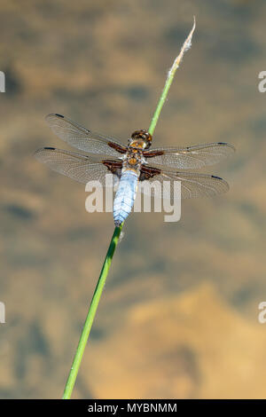 Ampia corposo chaser (Libellula depressa) Foto Stock