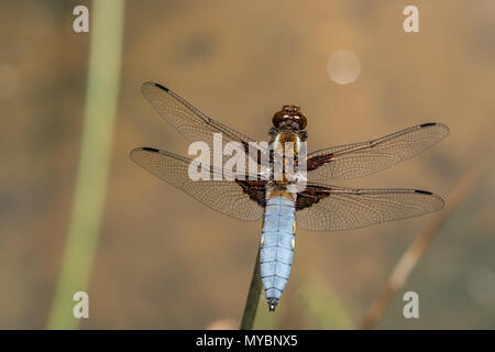 Ampia corposo chaser (Libellula depressa) Foto Stock