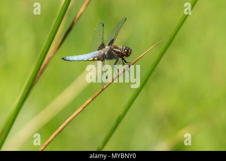 Ampia corposo chaser (Libellula depressa) Foto Stock