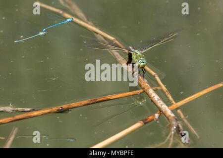 L'imperatore libellula (Anax imperator) Foto Stock