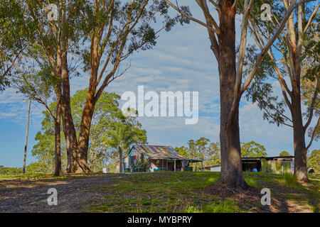 Costruzione di corrigated stagno che sta iniziando a ruggine circondato da alberi di gomma nell'outback Australia Foto Stock