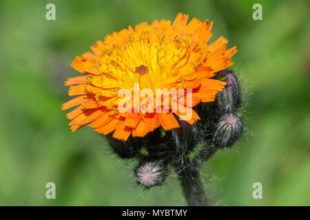 Fox-e-Cubs (hieracium aurantiacum, talvolta hieraceum aurantiacum), in prossimità di una singola testa di fiori con boccioli. Foto Stock