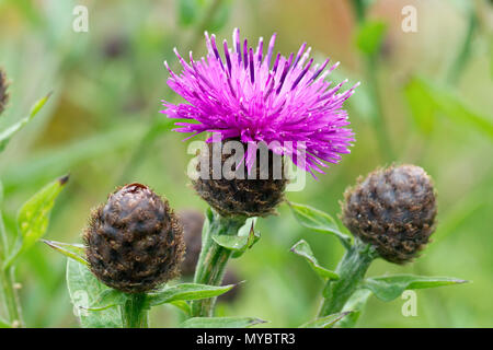 Fiordaliso minore (centaurea nigra), noto anche come Fiordaliso comune, close up di un solitario fiore con boccioli. Foto Stock