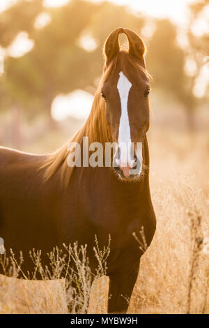 Marwari Horse. Ritratto di chestnut mare, stando in piedi in erba alta. India Foto Stock