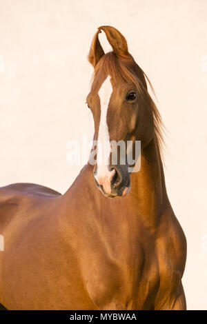 Marwari Horse. Ritratto di chestnut mare, visto contro uno sfondo bianco. India Foto Stock