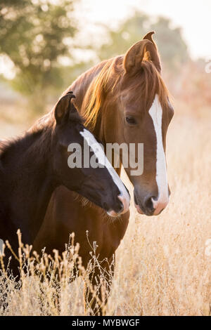 Marwari Horse. Ritratto di chestnut mare con puledro. India Foto Stock