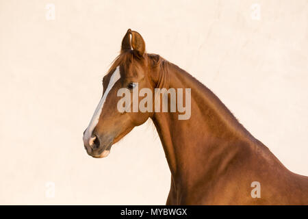 Marwari Horse. Ritratto di chestnut mare, visto contro uno sfondo bianco. India Foto Stock