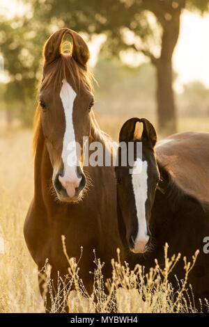 Marwari Horse. Ritratto di chestnut mare con puledro. India Foto Stock