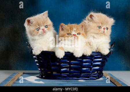 2 Exotic Shorthair gattini e 1 gattino persiano seduto in un cestello di blu Foto Stock