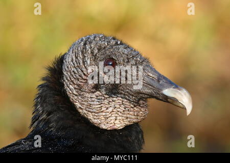 Un ritratto di un avvoltoio nero, Coragyps atratus. Foto Stock