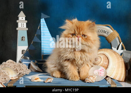 Gattino persiano, 9 settimane, seduto tra nautic decorazione Foto Stock