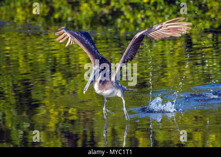 Un marrone immaturi pelican, Pelecanus occidentalis, prende il volo dalla superficie dell'acqua. Foto Stock