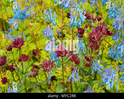 Fiore blu Corydalis elata x flexuosa 'Tory MP' si mischia con fiore rosso Astrantia major 'Moulin Rouge' in un inizio di estate piantando combinazione Foto Stock