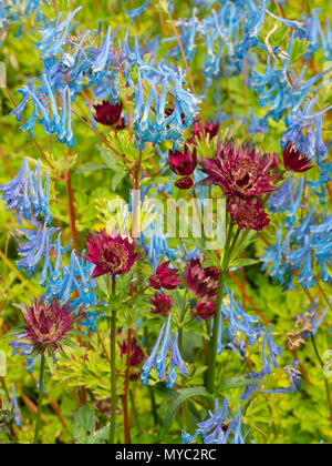 Fiore blu Corydalis elata x flexuosa 'Tory MP' si mischia con fiore rosso Astrantia major 'Moulin Rouge' in un inizio di estate piantando combinazione Foto Stock