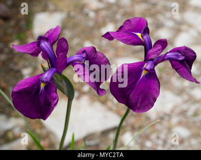 Rosso-viola inizio estate dei fiori di hardy giapponese, iris Iris ensata 'Variegata' Foto Stock