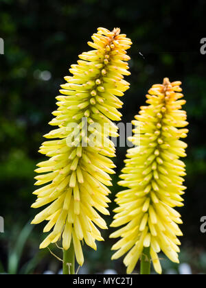 Grande,lo sviluppo di spike con giallo verdolino boccioli di fiori del montante, fioritura estiva torch lily, Kniphofia 'Moonstone' Foto Stock