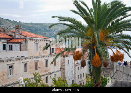 11 settembre 2014- Dubrovnik, Croazia: Rosso case dal tetto di beige con palme Foto Stock