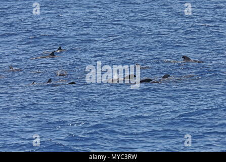 A breve alettato di Balene Pilota (Globicephala macrorhynchus) pod affiorando Isole Canarie, Oceano Atlantico possono Foto Stock