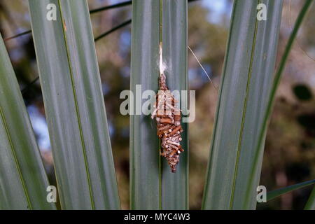 Un Psychidae, bagworm moth, custodia contenente un bruco su un Palm frond. Foto Stock