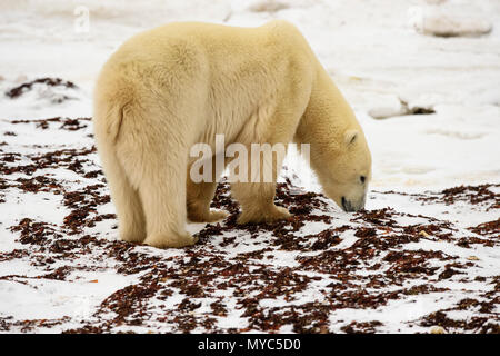 Orso polare (Ursus maritimus) giorno di scavo letto di alghe, Churchill Wildlife Management Area, Churchill, Manitoba, Canada Foto Stock
