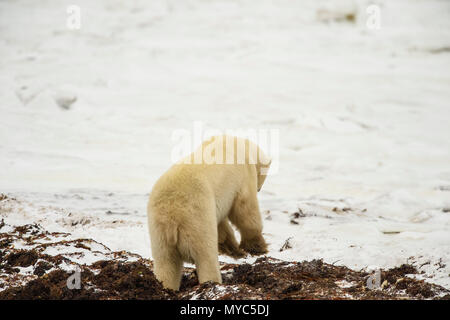 Orso polare (Ursus maritimus) giorno di scavo letto di alghe, Churchill Wildlife Management Area, Churchill, Manitoba, Canada Foto Stock