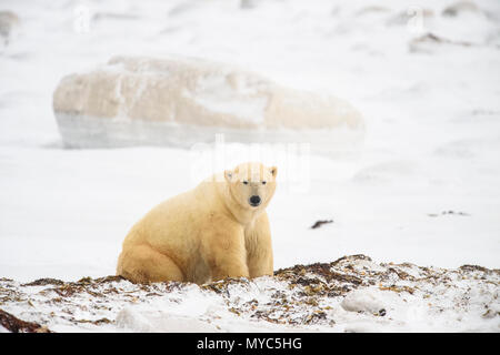 Orso polare (Ursus maritimus) giorno di scavo letto di alghe, Wapusk National Park, Cape Churchill, Manitoba, Canada Foto Stock