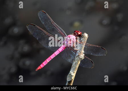 Un Roseate schiumarola Orthemis ferruginea, appoggiato su un ramo. Foto Stock