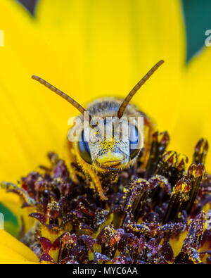 Un sudore Bee, Halictus ligatus, su un fiore giallo. Foto Stock