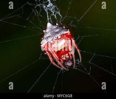 Una punta di freccia orb spider, arenata verrucosa, sul suo web. Foto Stock