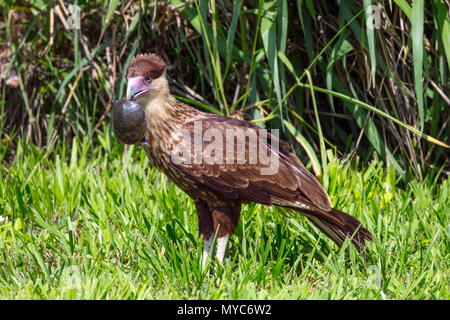 Un caracara crestato, Caracara cheriway, alimentazione su un giovane guscio molle tartaruga. Foto Stock