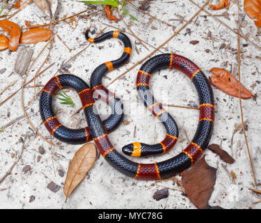 Un orientale Serpente corallo, Micrurus fulvius, rovistando in una spiaggia sabbiosa di pino boschi piana. Foto Stock