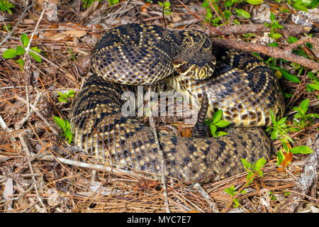 Un orientale Diamondback Rattlesnake, Crotalus adamanteus, spiralato in difesa la postura. Foto Stock