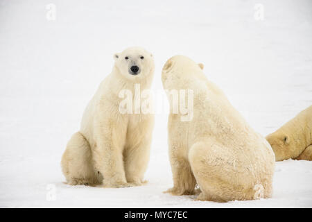 Orso polare (Ursus maritimus), Wapusk National Park, Cape Churchill, Manitoba, Canada Foto Stock