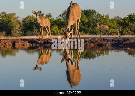 Kudu all'Matabole Nascondi waterhole in Botswana Foto Stock