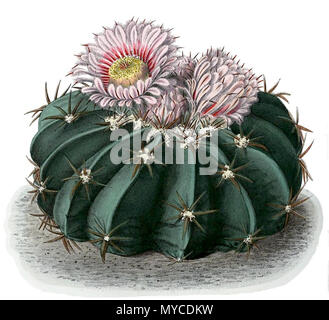 . Inglese: Echinocactus texensis . 1904. Schumann, Gürke & Vaupel Peter A. Mansfeld per l'immagine filtred. 152 Echinocactus texensis BlKakteenT50 Foto Stock