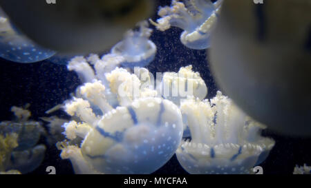 Close up endemiche del golden meduse nel lago Foto Stock