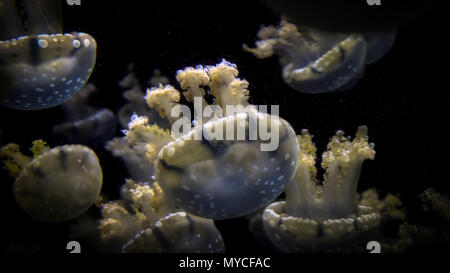 Close up endemiche del golden meduse nel lago Foto Stock