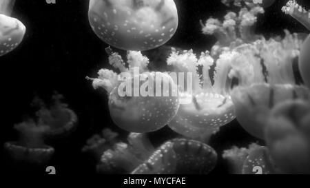 Close up endemiche del golden meduse nel lago Foto Stock