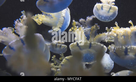 Close up endemiche del golden meduse nel lago Foto Stock