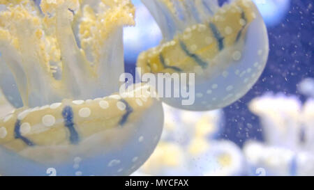 Close up endemiche del golden meduse nel lago Foto Stock