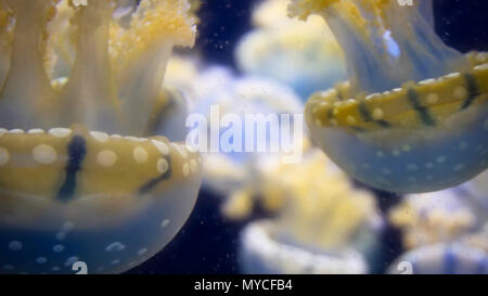 Close up endemiche del golden meduse nel lago Foto Stock