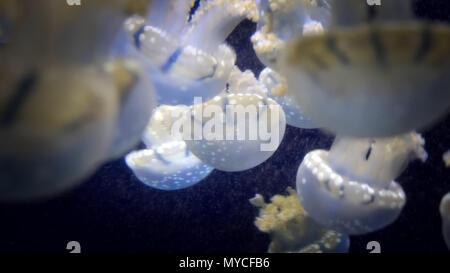 Close up endemiche del golden meduse nel lago Foto Stock