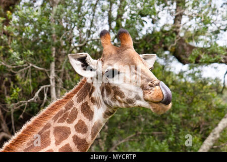 Kwazulu-Natal, Sud Africa: Giraffa con la lingua di fuori guardando dritto nella telecamera Foto Stock
