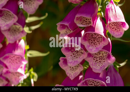Due gruppi di fiori Foxglove con profondità di campo ridotta. Foto Stock