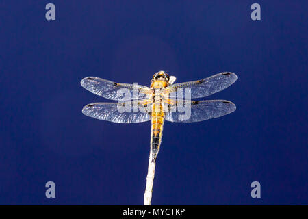 Close-up foto del quattro-spotted chaser dal di sopra. Foto scattata da sopra in Wareham forest, Dorset. Foto Stock