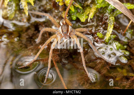 Chiudere shot della zattera spider in bilico sul bordo del laghetto di mangiare un curculione su cui Canford heath riserva naturale. Foto Stock