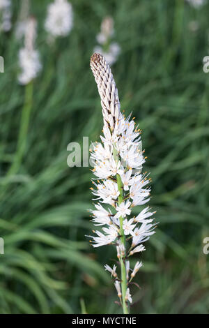 Asphodelus albus. White-fiorito asfodeli. Foto Stock