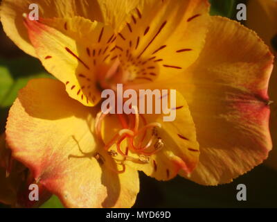 Arancio fiori alstroemeria completamente aperto al sole. Unico fiore vicino. Foto Stock