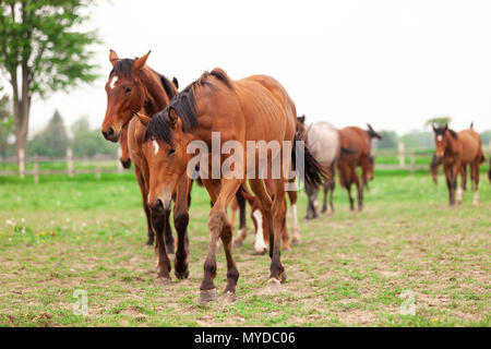 Un allevamento di cavalli giovani a cui si fa comunemente riferimento come un anno: vagare un paddock di un ranch in a sudovest Ontario, Canada. Foto Stock