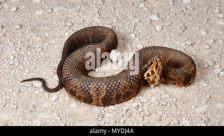 Una Florida acqua Cottonmouth mocassino, Agkistrodon piscivorus, in posizione difensiva. Foto Stock